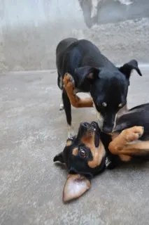 Cachorro ra a Pinscher idade 3 anos nome MANU & RALF - O mai
