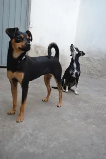 Cachorro ra a Pinscher idade 3 anos nome MANU & RALF - O mai