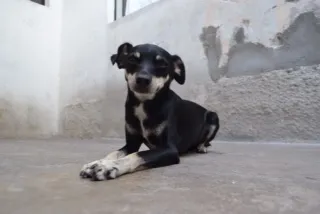 Cachorro ra a Pinscher idade 3 anos nome MANU & RALF - O mai