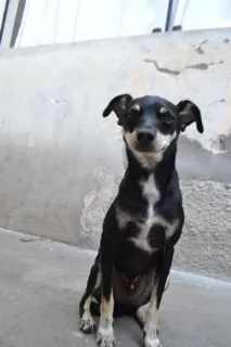 Cachorro ra a Pinscher idade 3 anos nome MANU & RALF - O mai