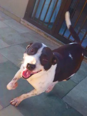 Cachorro raça SRD idade 2 anos nome LASSIE