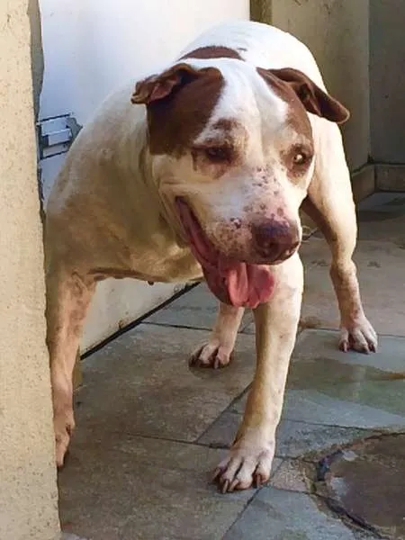 Cachorro ra a Pit-Bull idade 2 anos nome ANGEL