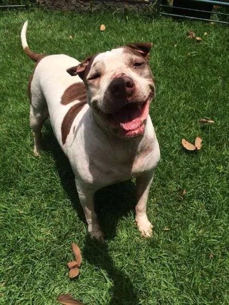 Cachorro ra a Pit-Bull idade 2 anos nome ANGEL