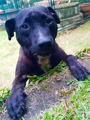 Cachorro raça Pit-Bull idade 2 anos nome VALENTIM