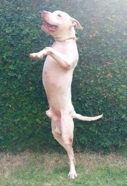 Cachorro ra a Pit-Bull idade 2 anos nome NIKO