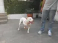 NIKO