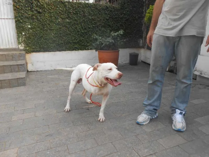 Cachorro ra a Pit-Bull idade 2 anos nome NIKO