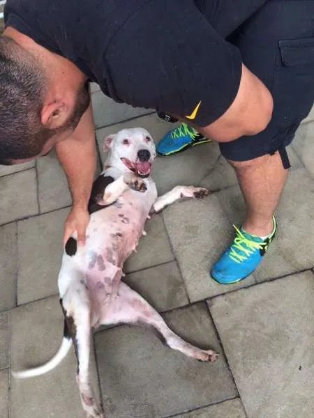 Cachorro ra a Pit-Bull idade 2 anos nome MEL