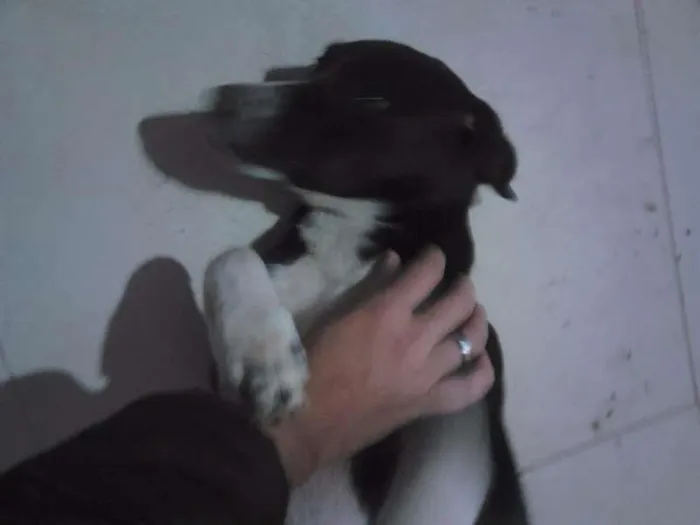 Cachorro ra a vira lata idade 2 a 6 meses nome lessie