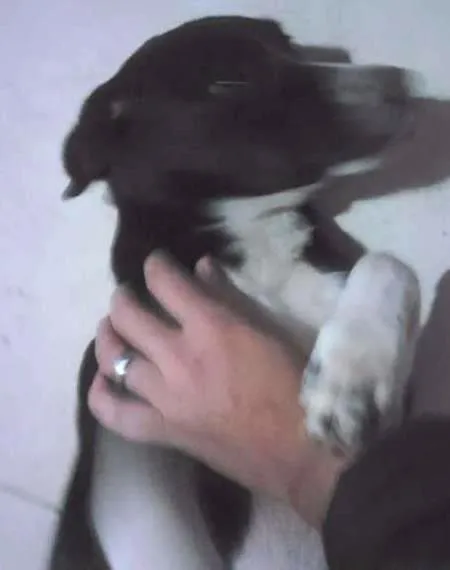 Cachorro ra a vira lata idade 2 a 6 meses nome lessie