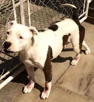 Cachorro ra a Pit-Bull idade 2 anos nome MEL