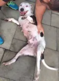 MEL