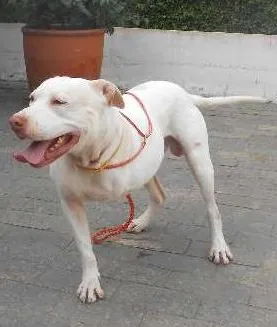 Cachorro raça Pit-Bull idade 2 anos nome NIKO
