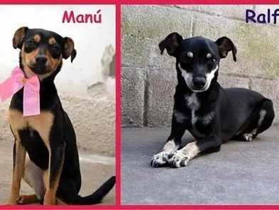 Cachorro ra a Pinscher idade 3 anos nome MANU & RALF - O mai
