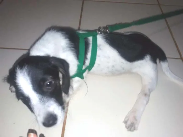 Cachorro ra a vira lata idade 2 a 6 meses nome fofinho