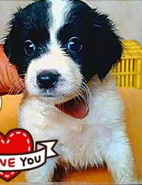 Cachorro ra a SRD idade Abaixo de 2 meses nome os 7 deuses Olímpios