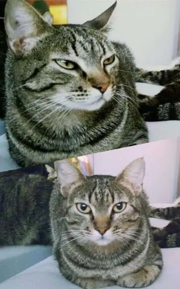 Gato ra a Vira Lata idade 2 anos nome Madalena/Felicia/Oz