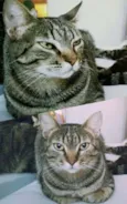 Madalena/Felicia/Oz