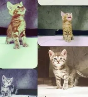 Gato raça Vira Lata idade 2 anos nome Madalena/Felicia/Oz