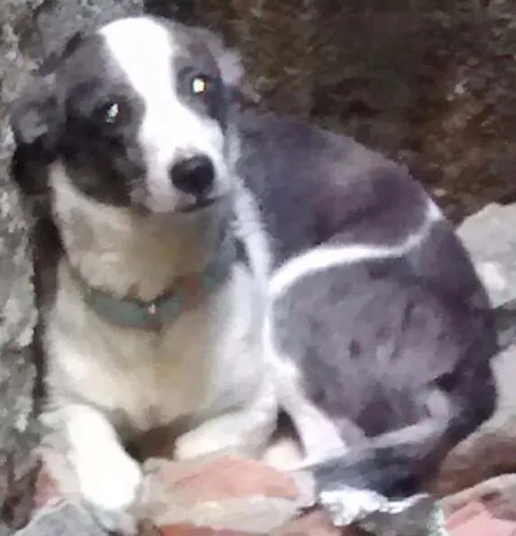 Cachorro ra a Vira-lata idade 5 anos nome Não sei