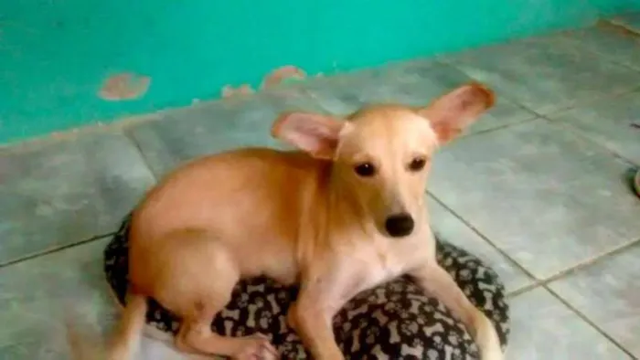 Cachorro ra a SRD idade 7 a 11 meses nome Clara