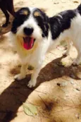 Benji