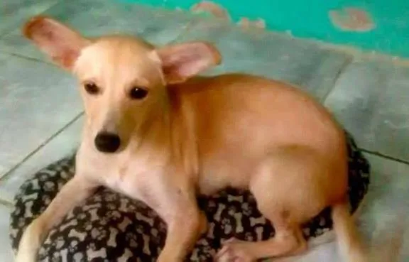 Cachorro ra a SRD idade 7 a 11 meses nome Clara