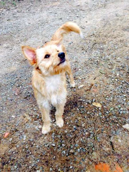 Cachorro ra a SRD idade 7 a 11 meses nome Malu