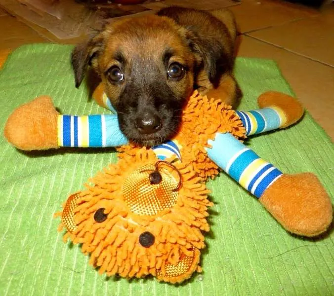 Cachorro ra a SRD idade Abaixo de 2 meses nome Sophie