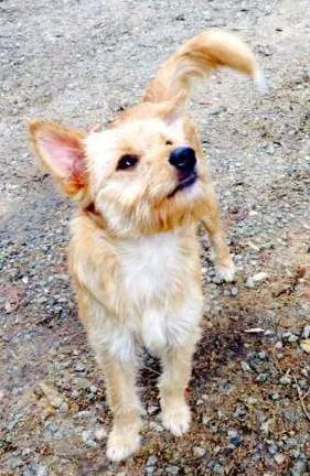 Cachorro raça SRD idade 7 a 11 meses nome Malu