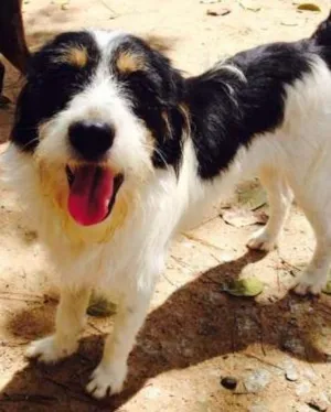 Cachorro raça SRD idade 7 a 11 meses nome Benji