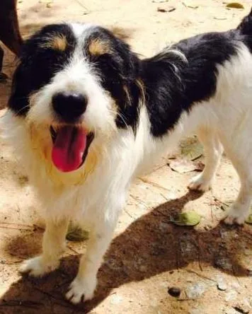 Cachorro ra a SRD idade 7 a 11 meses nome Benji