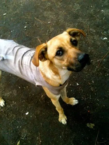 Cachorro ra a SRD idade 7 a 11 meses nome Anna