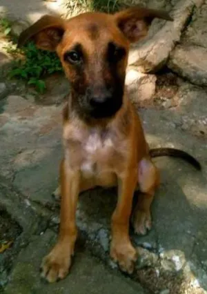 Cachorro raça SRD idade 2 a 6 meses nome Binho