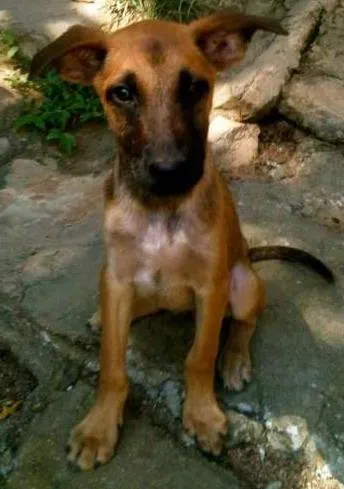 Cachorro ra a SRD idade 2 a 6 meses nome Binho