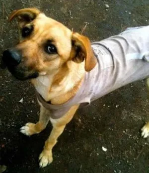 Cachorro raça SRD idade 7 a 11 meses nome Anna