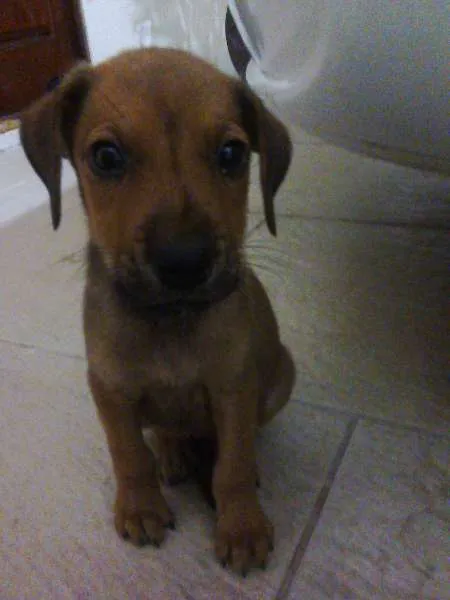 Cachorro ra a Indefinido idade 2 a 6 meses nome Ralph