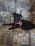 Belinha