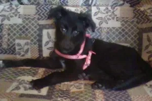 Cachorro raça  idade 2 a 6 meses nome Belinha