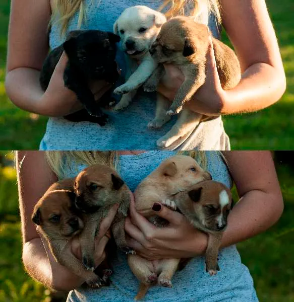 Cachorro ra a SRD idade Abaixo de 2 meses nome 6 machos e 1 fêmea