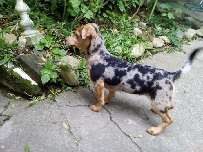 Cachorro ra a sem raça definida idade 7 a 11 meses nome Pepa