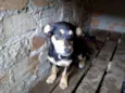 Fiona 