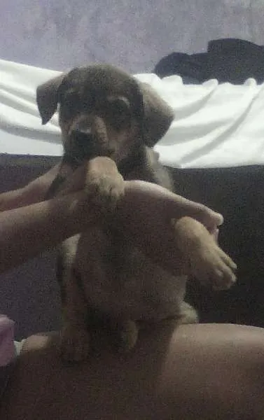 Cachorro ra a Vira-lata idade 2 a 6 meses nome Dudu e Belinha
