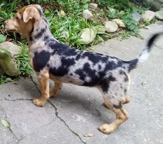 Cachorro ra a sem raça definida idade 7 a 11 meses nome Pepa