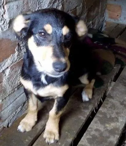Cachorro ra a sem raça definida idade  nome Fiona 