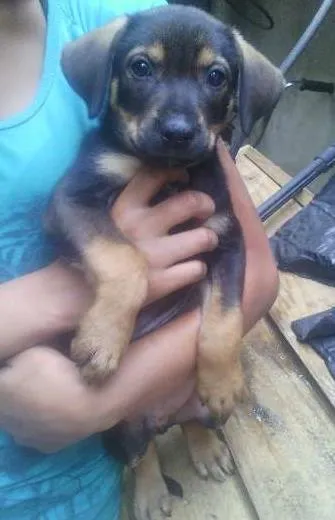 Cachorro ra a Vira-lata idade 2 a 6 meses nome Dudu e Belinha