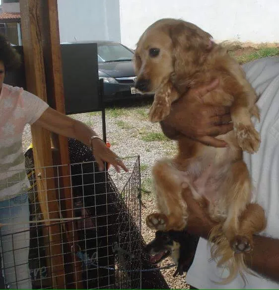 Cachorro ra a Vira-lata  idade 3 anos nome Lola