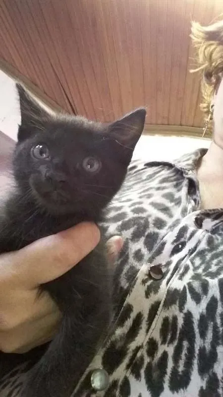 Gato ra a indefinida idade Abaixo de 2 meses nome Jacob e Samanta