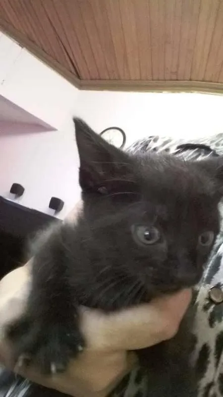 Gato ra a indefinida idade Abaixo de 2 meses nome Jacob e Samanta