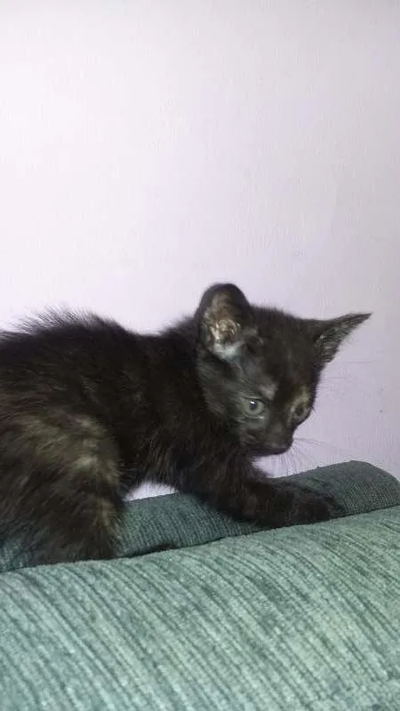 Gato ra a indefinida idade Abaixo de 2 meses nome Jacob e Samanta